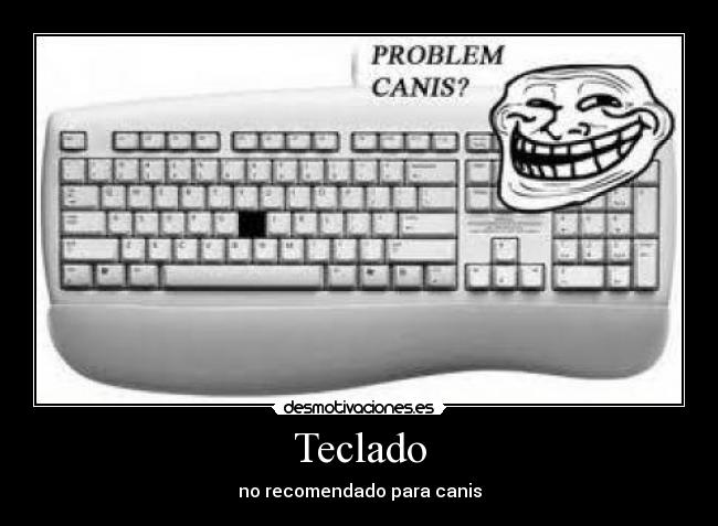 Teclado - no recomendado para canis