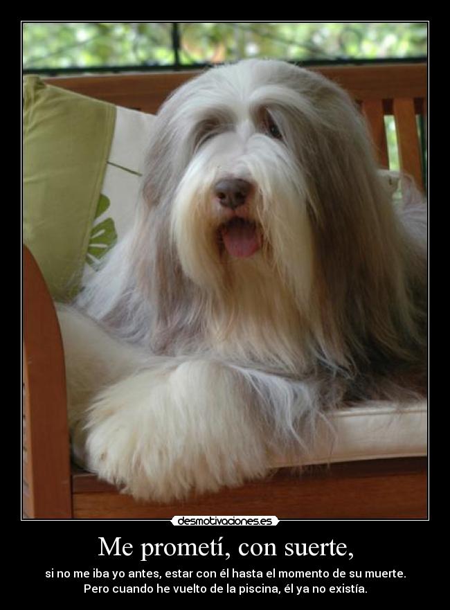 Me prometí, con suerte, - si no me iba yo antes, estar con él hasta el momento de su muerte.
Pero cuando he vuelto de la piscina, él ya no existía.