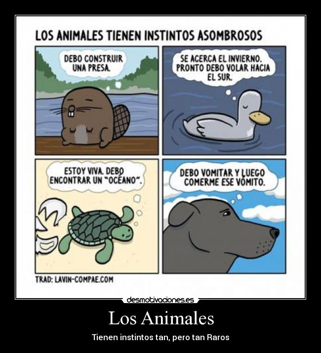Los Animales - Tienen instintos tan, pero tan Raros