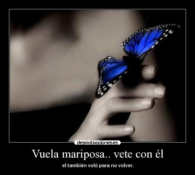 Vuela mariposa.. vete con él - el también voló para no volver.