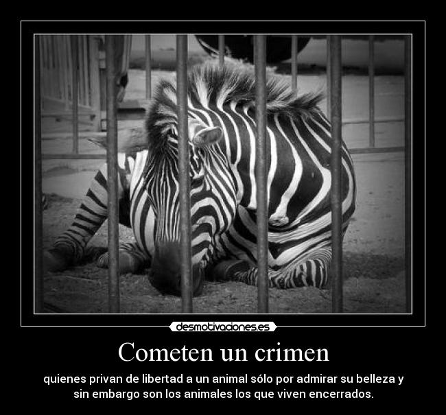 Cometen un crimen - quienes privan de libertad a un animal sólo por admirar su belleza y
sin embargo son los animales los que viven encerrados.