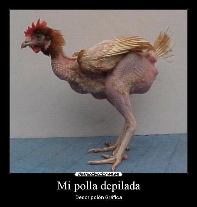 Mi polla depilada - Descripción Gráfica