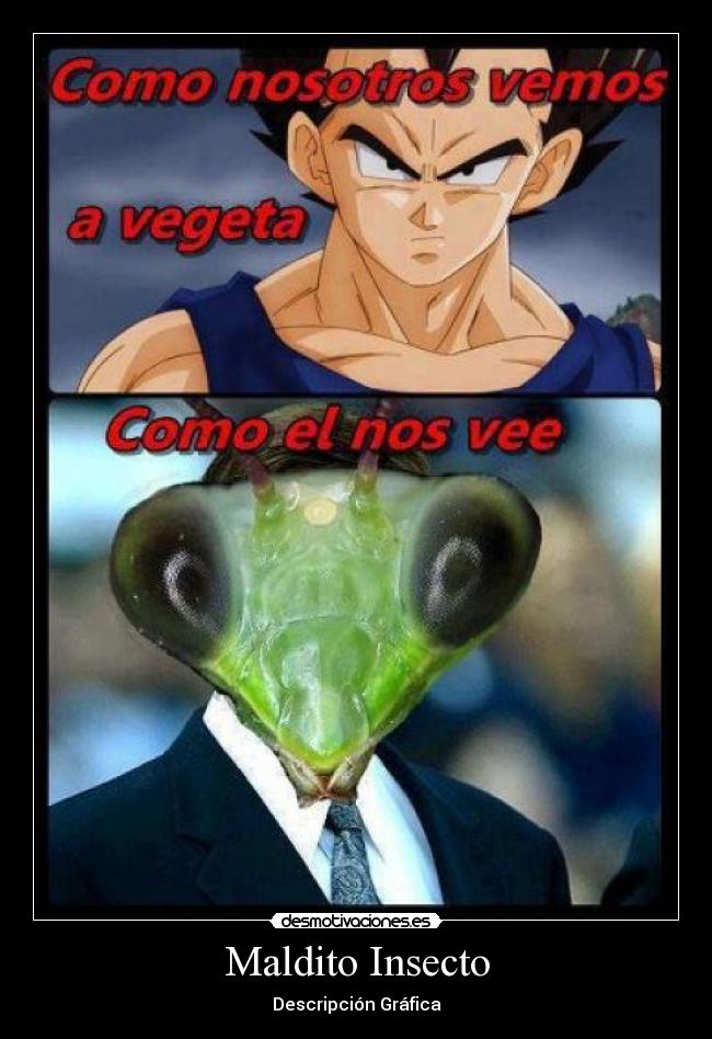 Maldito Insecto - Descripción Gráfica