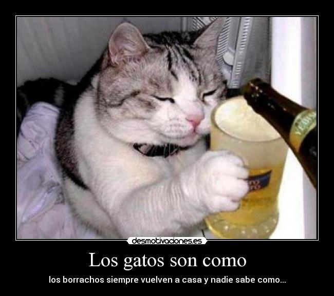 Los gatos son como - los borrachos siempre vuelven a casa y nadie sabe como...