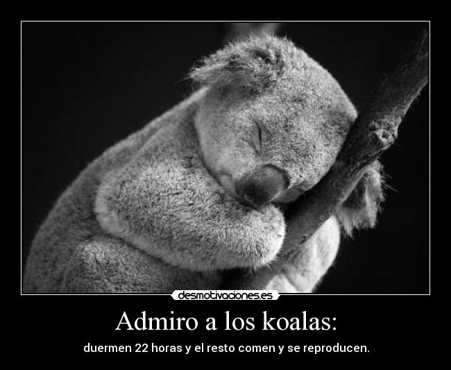 Admiro a los koalas: - 