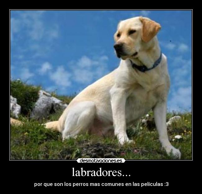 labradores... - por que son los perros mas comunes en las películas :3
