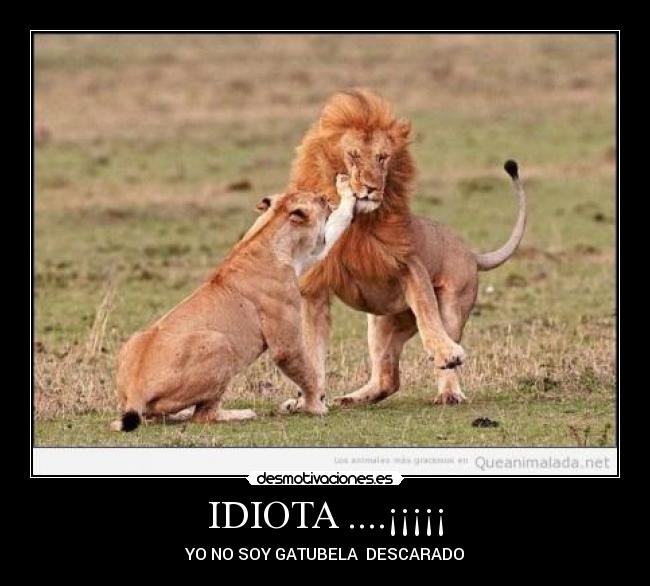 IDIOTA ....¡¡¡¡¡ - YO NO SOY GATUBELA  DESCARADO