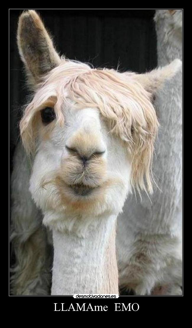 LLAMAme EMO -