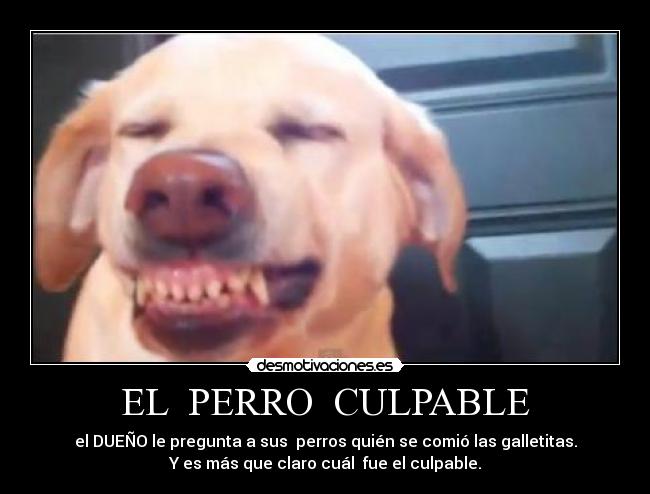 EL  PERRO  CULPABLE - 