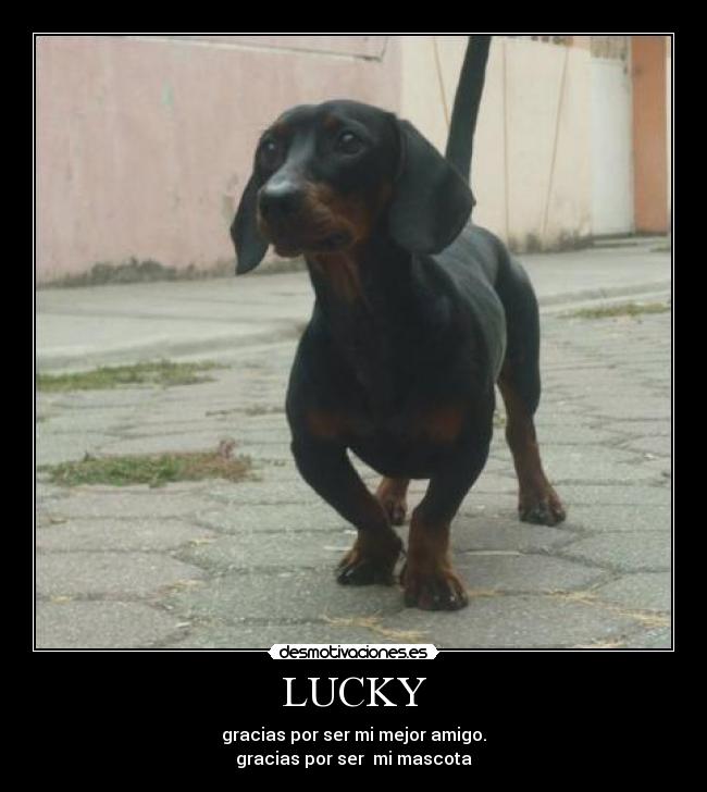 LUCKY - gracias por ser mi mejor amigo.
gracias por ser mi mascota