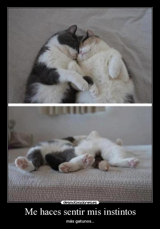 carteles gatos desmotivaciones