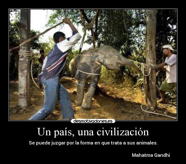 Un país, una civilización - Se puede juzgar por la forma en que trata a sus animales.

                                                                                                     Mahatma Gandhi