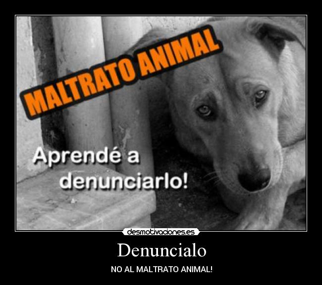 Denuncialo - NO AL MALTRATO ANIMAL!