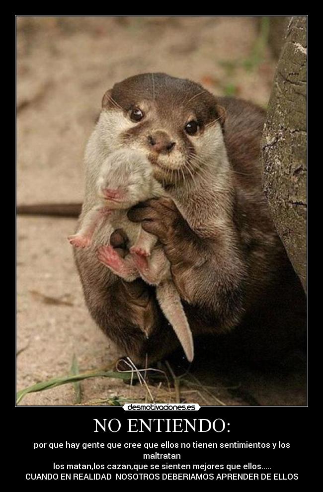 NO ENTIENDO: - por que hay gente que cree que ellos no tienen sentimientos y los maltratan
los matan,los cazan,que se sienten mejores que ellos.....
CUANDO EN REALIDAD  NOSOTROS DEBERIAMOS APRENDER DE ELLOS