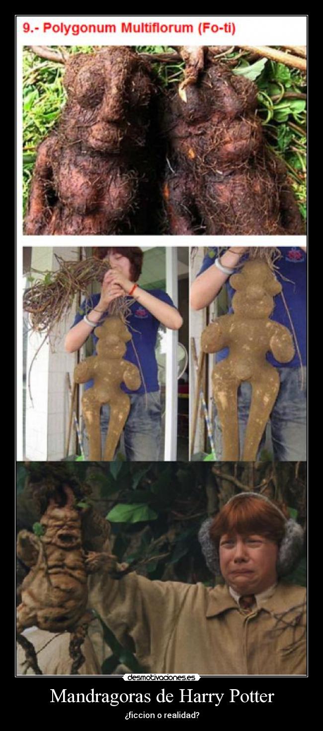 Mandragoras de Harry Potter - 