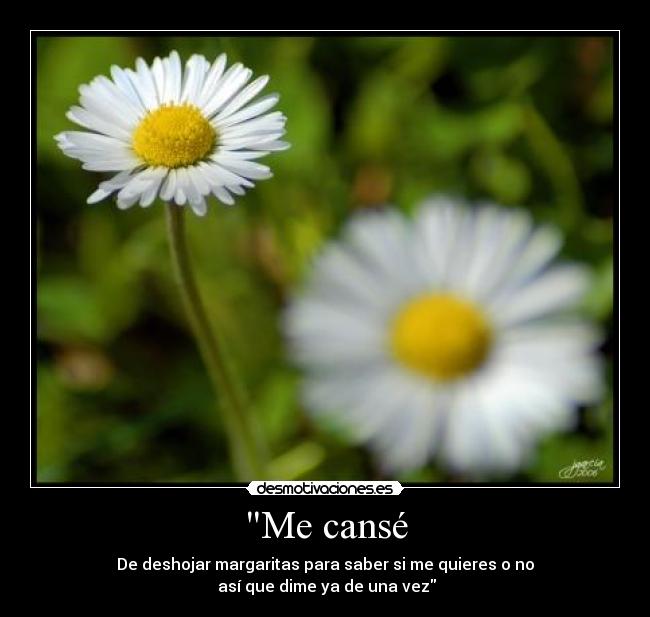 Me cansé - De deshojar margaritas para saber si me quieres o no
así que dime ya de una vez