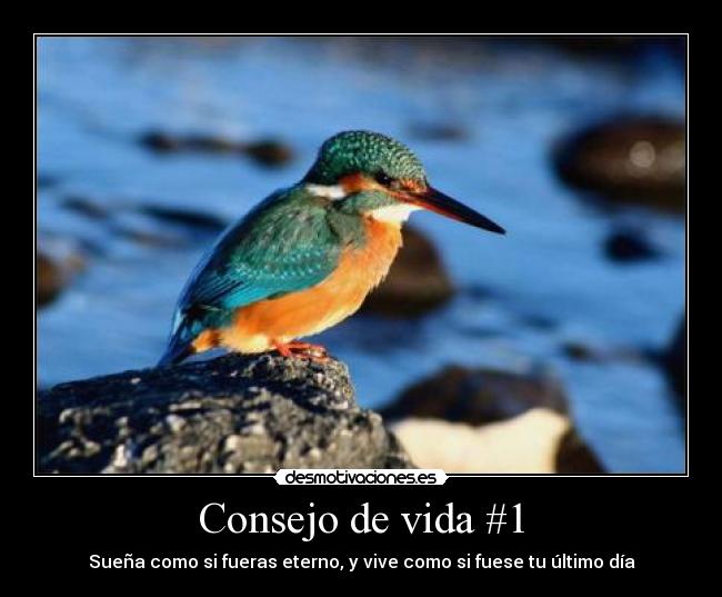 Consejo de vida #1 -