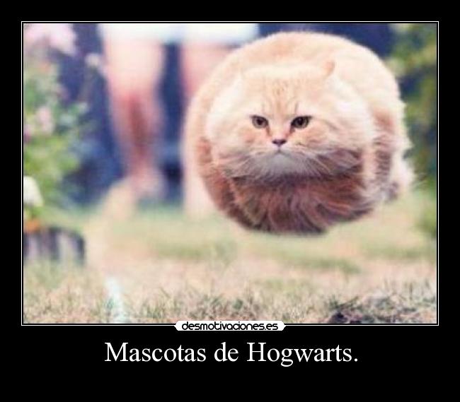 Mascotas de Hogwarts. -