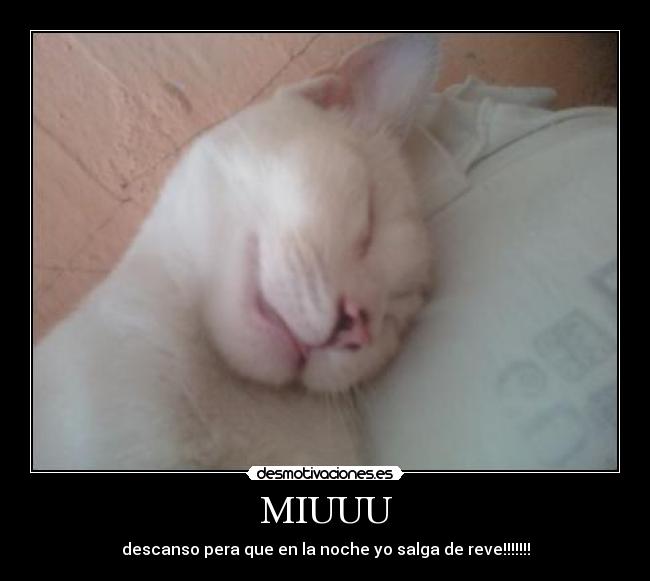 carteles miuu desmotivaciones