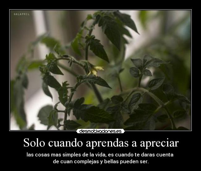 Solo cuando aprendas a apreciar - 