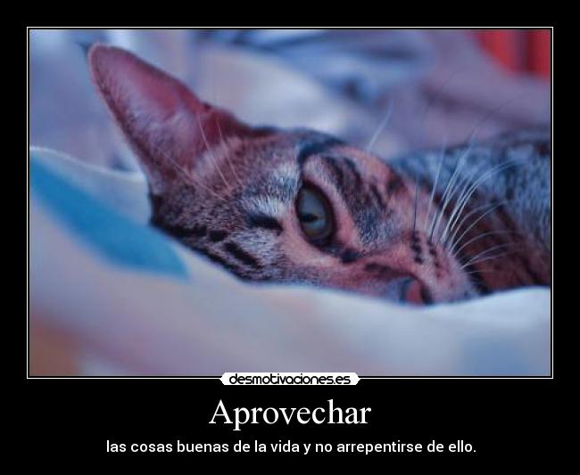 carteles miaaaaaaaaaaaaau este gatostiene sueno tiene sueno tiene sueno lll cansancio sleep pleasure desmotivaciones