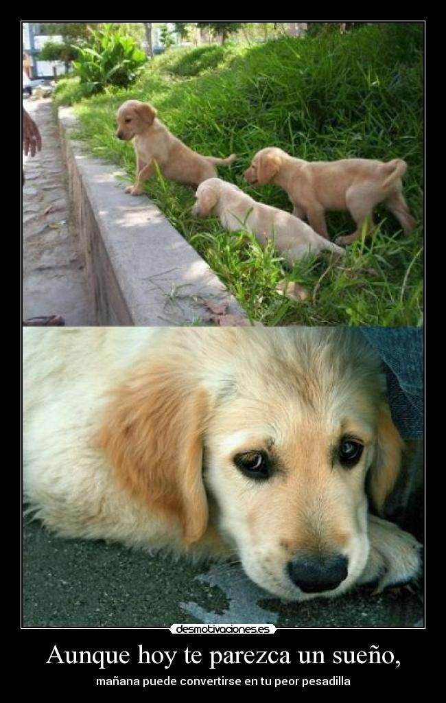 Aunque hoy te parezca un sueño, -