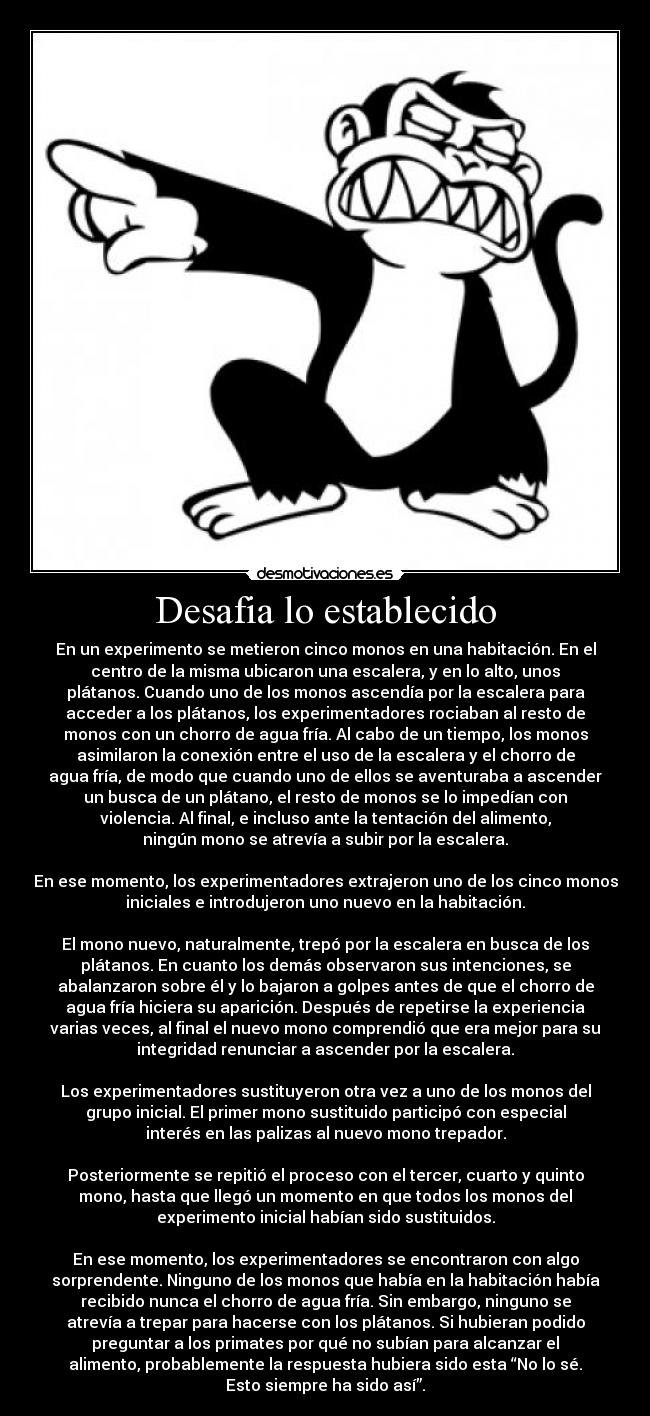 Desafia lo establecido - En un experimento se metieron cinco monos en una habitación. En el
centro de la misma ubicaron una escalera, y en lo alto, unos
plátanos. Cuando uno de los monos ascendía por la escalera para
acceder a los plátanos, los experimentadores rociaban al resto de
monos con un chorro de agua fría. Al cabo de un tiempo, los monos
asimilaron la conexión entre el uso de la escalera y el chorro de
agua fría, de modo que cuando uno de ellos se aventuraba a ascender
un busca de un plátano, el resto de monos se lo impedían con
violencia. Al final, e incluso ante la tentación del alimento,
ningún mono se atrevía a subir por la escalera.
En ese momento, los experimentadores extrajeron uno de los cinco monos
iniciales e introdujeron uno nuevo en la habitación.
El mono nuevo, naturalmente, trepó por la escalera en busca de los
plátanos. En cuanto los demás observaron sus intenciones, se
abalanzaron sobre él y lo bajaron a golpes antes de que el chorro de
agua fría hiciera su aparición. Después de repetirse la experiencia
varias veces, al final el nuevo mono comprendió que era mejor para su
integridad renunciar a ascender por la escalera.
Los experimentadores sustituyeron otra vez a uno de los monos del
grupo inicial. El primer mono sustituido participó con especial
interés en las palizas al nuevo mono trepador.
Posteriormente se repitió el proceso con el tercer, cuarto y quinto
mono, hasta que llegó un momento en que todos los monos del
experimento inicial habían sido sustituidos.
En ese momento, los experimentadores se encontraron con algo
sorprendente. Ninguno de los monos que había en la habitación había
recibido nunca el chorro de agua fría. Sin embargo, ninguno se
atrevía a trepar para hacerse con los plátanos. Si hubieran podido
preguntar a los primates por qué no subían para alcanzar el
alimento, probablemente la respuesta hubiera sido esta “No lo sé.
Esto siempre ha sido así”.