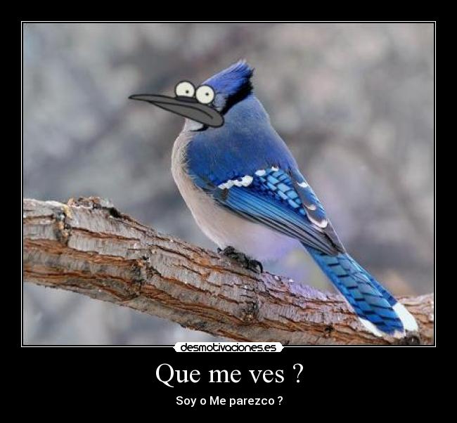 carteles mordecai parecido pajaro azul regular show show mas desmotivaciones