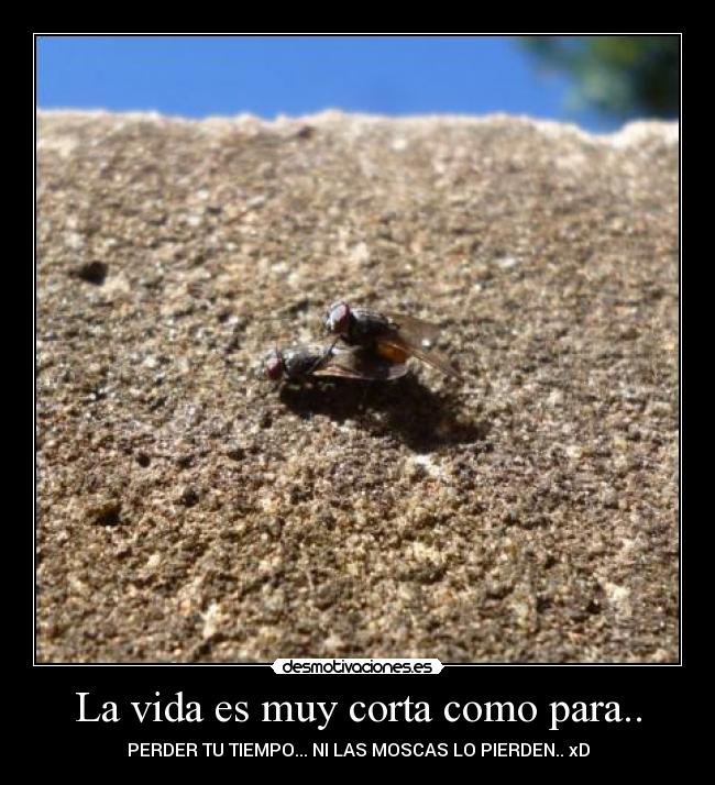 La vida es muy corta como para.. -