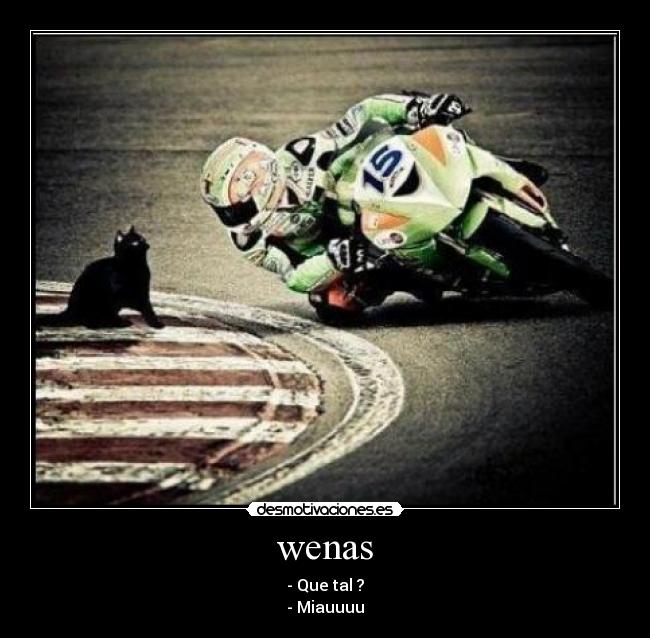 wenas - - Que tal ?
- Miauuuu