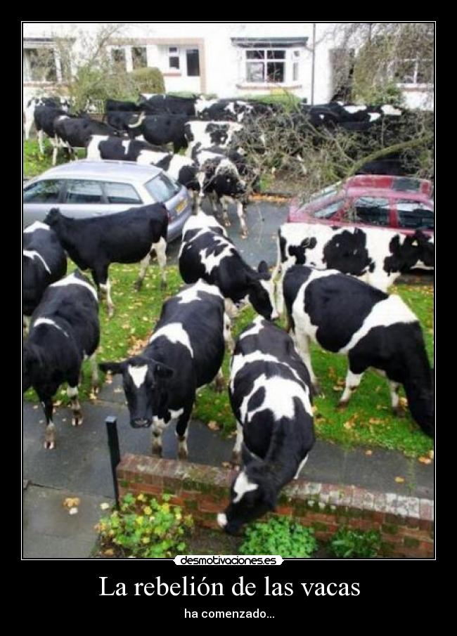 La rebelión de las vacas - 