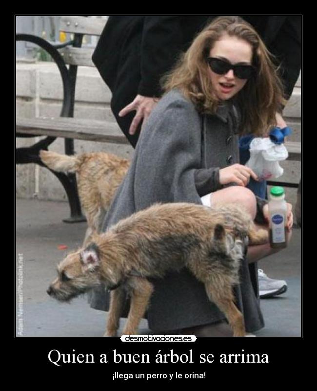 Quien a buen árbol se arrima - ¡llega un perro y le orina!