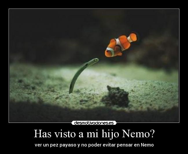Has visto a mi hijo Nemo? - ver un pez payaso y no poder evitar pensar en Nemo