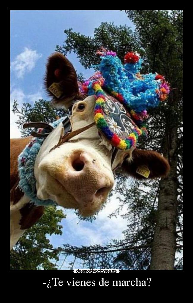 -¿Te vienes de marcha? -