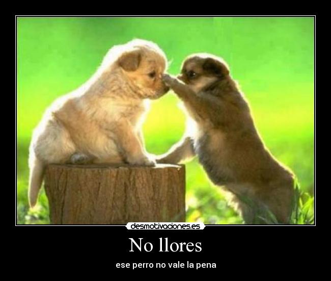 No llores -