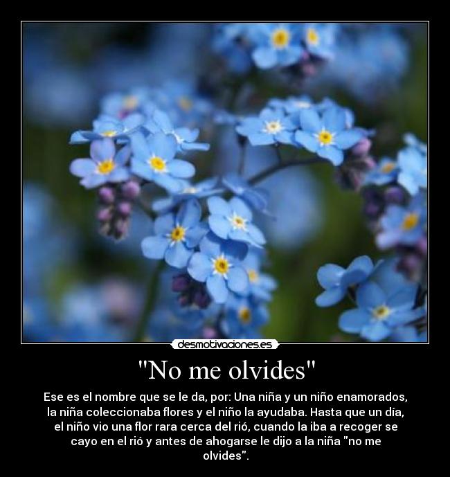 No me olvides - Ese es el nombre que se le da, por: Una niña y un niño enamorados,
la niña coleccionaba flores y el niño la ayudaba. Hasta que un día,
el niño vio una flor rara cerca del rió, cuando la iba a recoger se
cayo en el rió y antes de ahogarse le dijo a la niña no me
olvides.