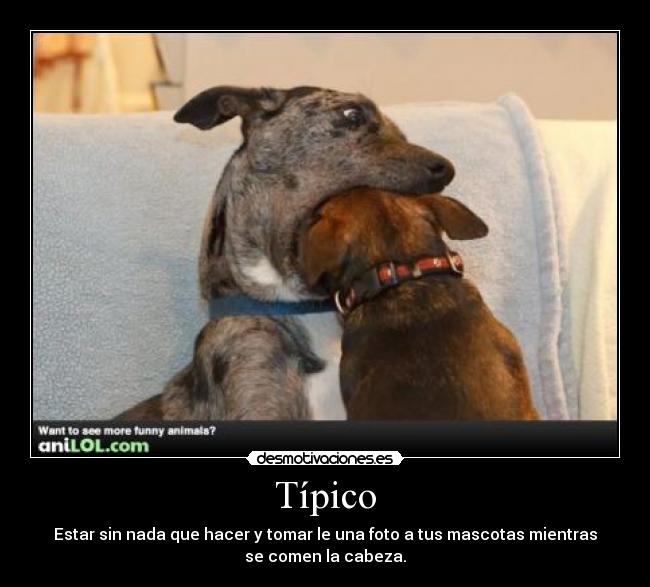 Típico - Estar sin nada que hacer y tomar le una foto a tus mascotas mientras
se comen la cabeza.