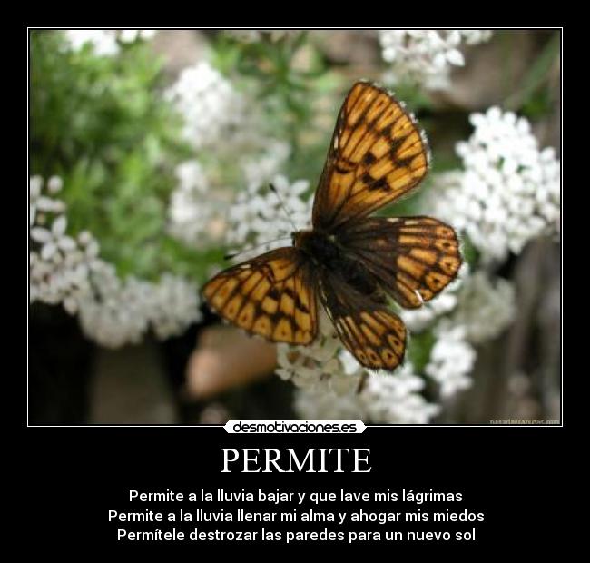 PERMITE - Permite a la lluvia bajar y que lave mis lágrimas
Permite a la lluvia llenar mi alma y ahogar mis miedos
Permítele destrozar las paredes para un nuevo sol