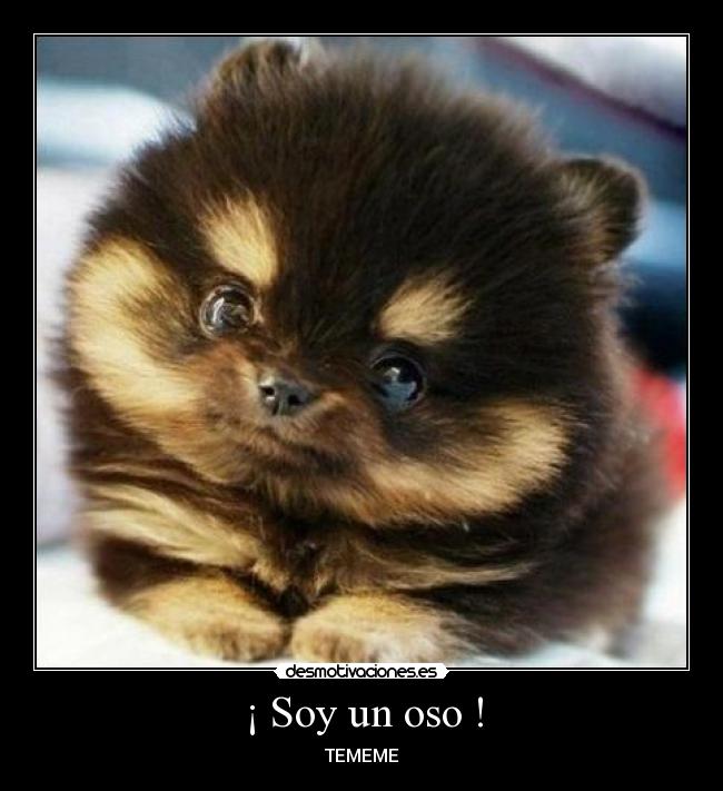 carteles awwwwwwwwwwww que lindura oso desmotivaciones