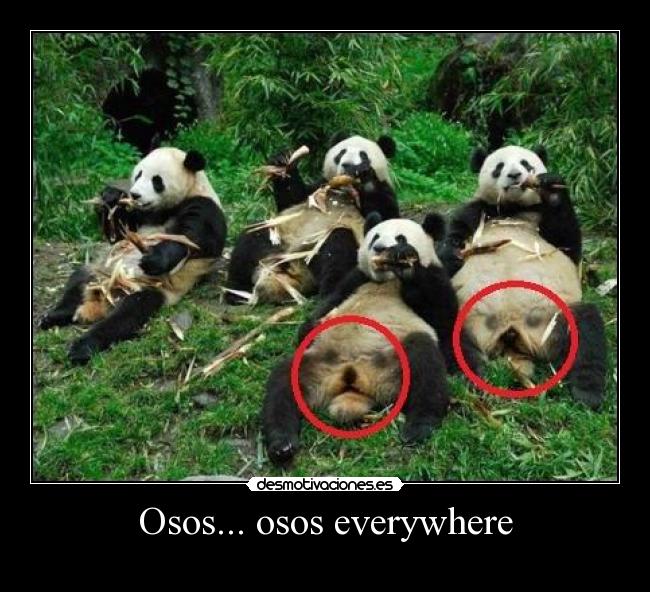 carteles osos everywhere desmotivaciones