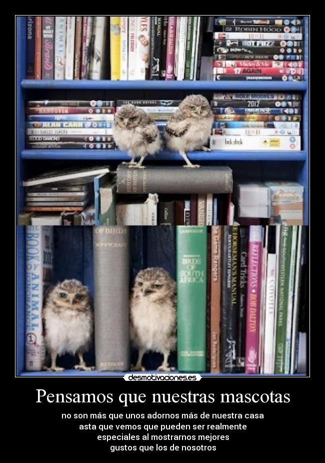 Pensamos que nuestras mascotas -