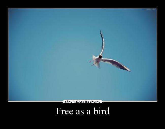 Free as a bird -
