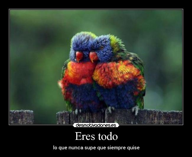 Eres todo - lo que nunca supe que siempre quise