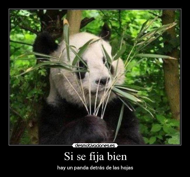 Si se fija bien - hay un panda detrás de las hojas