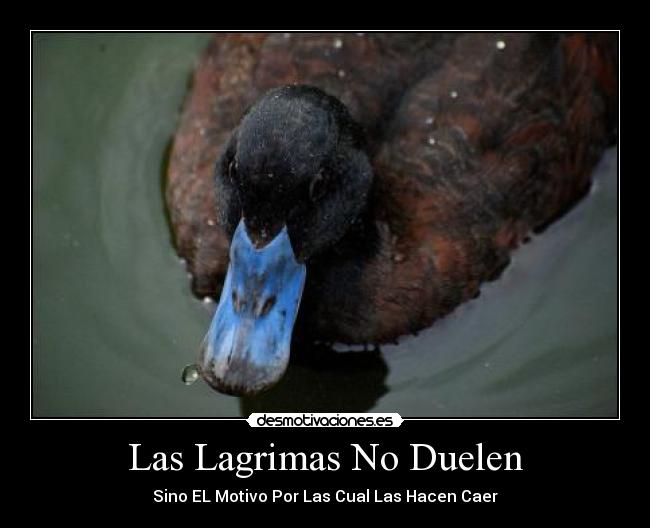 Las Lagrimas No Duelen - Sino EL Motivo Por Las Cual Las Hacen Caer