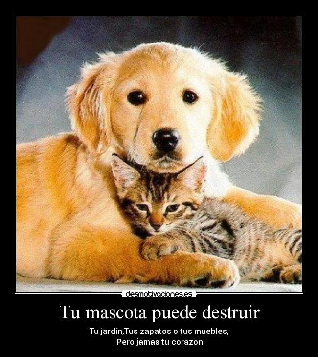 Tu mascota puede destruir -
