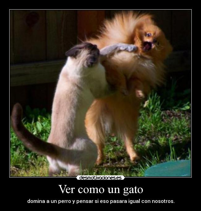 Ver como un gato - 