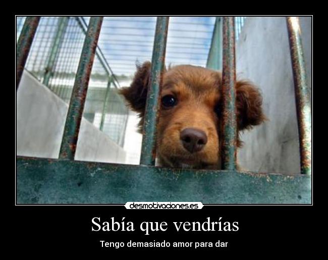 Sabía que vendrías - 