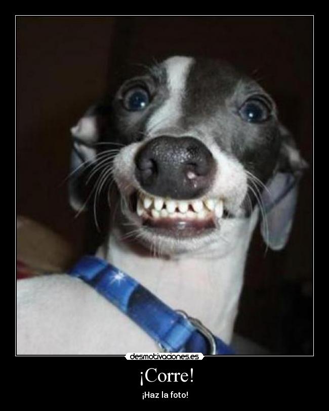 ¡Corre! - ¡Haz la foto!