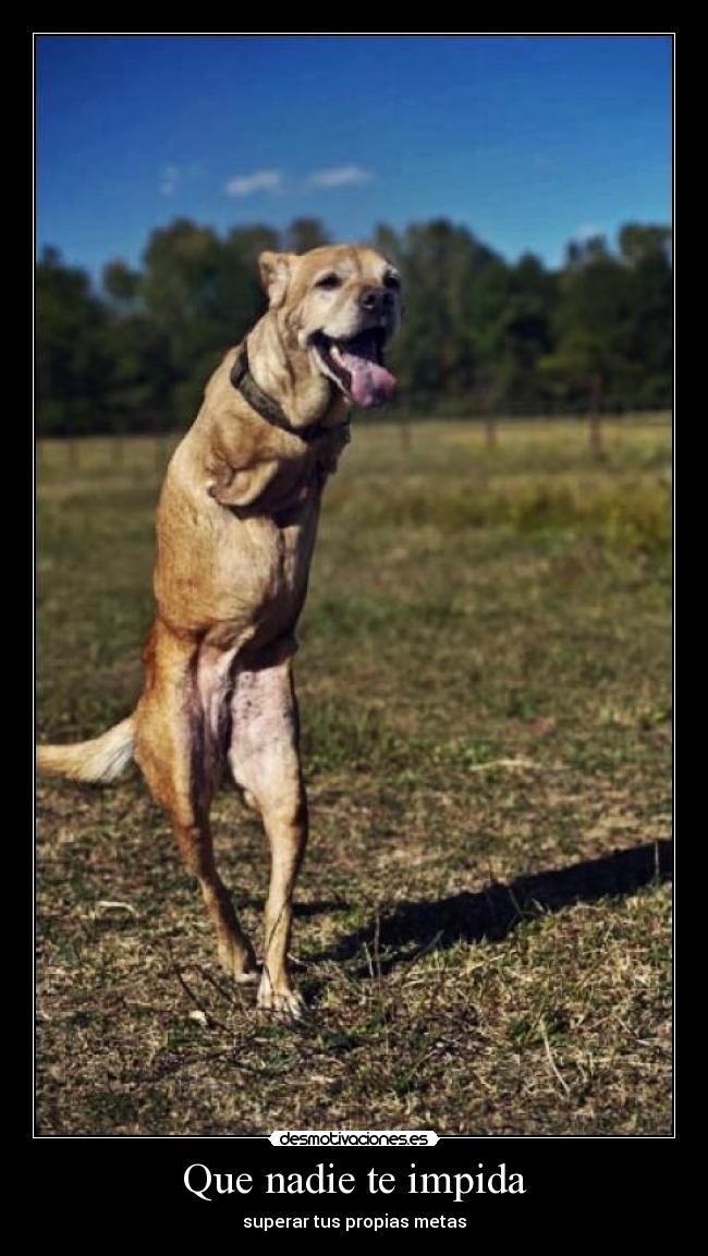 Que nadie te impida - 
